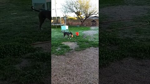 time to play! #einsteinsbackyard ##pitbulls #dog #pitties #shorts #short #shortvideo