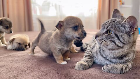 Adorable Encounter: Puppies Meet Cat for the First Time