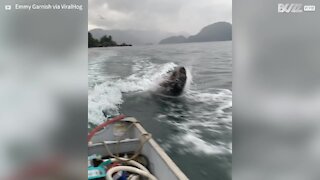 Friendly sea lions swim with boat