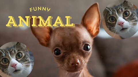 Funny animals