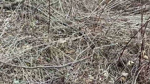 Stumbling over a Nesting Woodcock (2022)