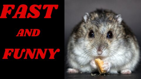 Hamster eats snack in the fast possible way