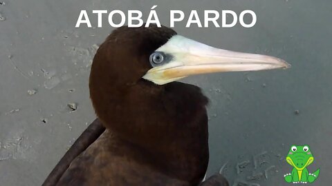 ATOBÁ PARDO animal silvestre ave marinha litoral brazilian brasil
