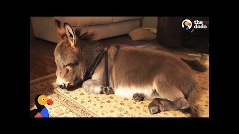 Tiny Donkey Thinks He's Actually A Dog