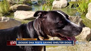 DNA testing shelter dogs is making them more adoptable