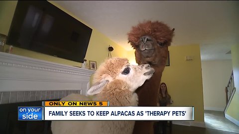 Stow family fights to keep alpacas as therapy pets