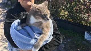 Suspect sought after cat shot with pellet gun in Lake Worth