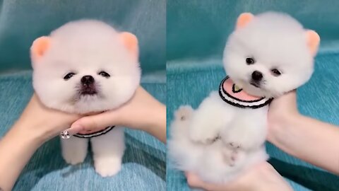 Cute Puppy🐶 Video | cute animals compilation