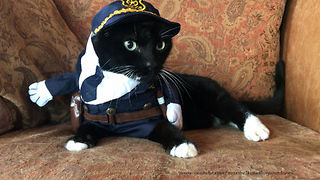 Cat not too thrilled with police officer costume