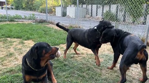 Adult Rottweilers Challenge Eachother