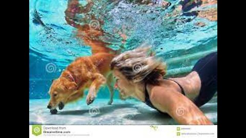 Teaching dogs How To Swim