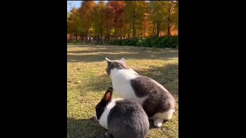 Cute Cat and Rabbit #Cat#funny