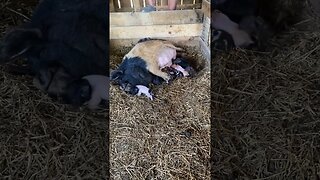 New piglets | #pig #homesteading #farmlife #kunekune #farm