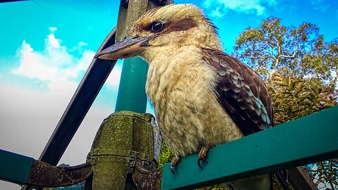 This kookaburra let me get really close to it - again