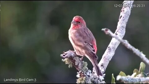 House Finch and Yellow Rumped Warbler 🌳 12/03/22 16:25