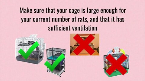 Tips & Tricks for Managing and Reducing Pet Rat Smell