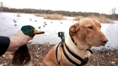 My Dog hunt duck! GoPro footage is hilarious!