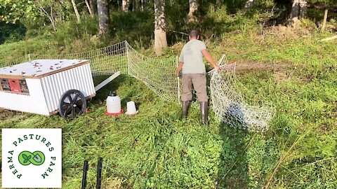 How Chickens Can IMPROVE Your Pasture