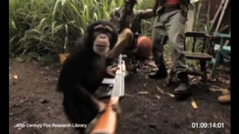 The worst Monkey Who firing soldiers with an AK-47