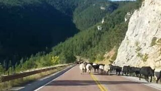 Driver in a jam as cattle congest road