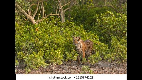 "Exploring the Enchanting Sundarbans: A Wildlife Odyssey in the Mangrove Paradise"