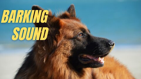 Dog German Shepherd Barking Video | German Shepherd Barking Sound Effect | Kingdom Of Awais