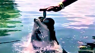 Hand-feeding a monster-sized fish during feeding frenzy