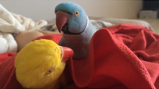 Selfish parrot refuses to let friend take nap
