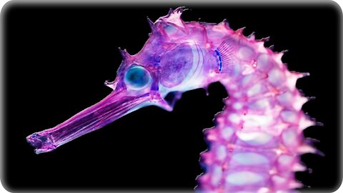 8 Animales que Brillan en la Oscuridad - Bioluminiscentes