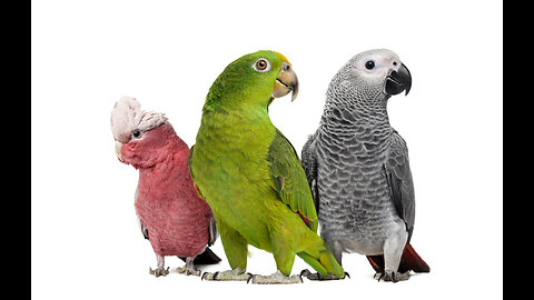 The most common types of birds that are pets - part 1 - (ep 9)