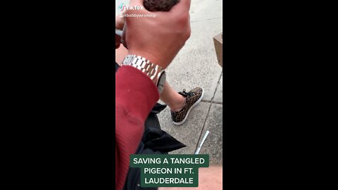 Saving a Pigeon in Fort Lauderdale! Always help others!