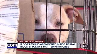 17 dogs taken to Downriver shelters after being found in the back of a truck