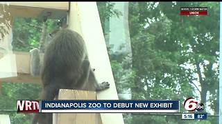 Macaques Exhibit opening soon at Indianapolis Zoo