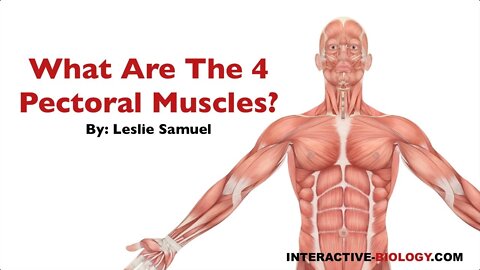 081 What are the Four Pectoral Muscles?