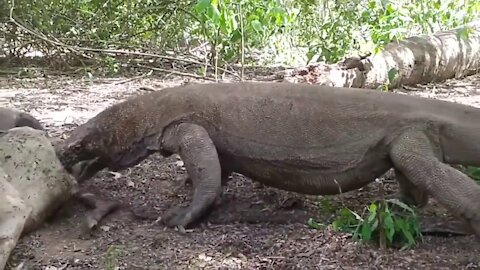 Komodo Dragons attack and Eat Deer Alive (Decide If You Want to Look)