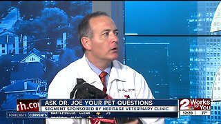 Ask Dr. Joe: Kermit the mix breed