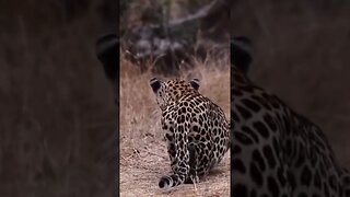 How a leopard hunts