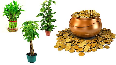 10 Lucky Plants That Will Bring Wealth and Prosperity In 2020