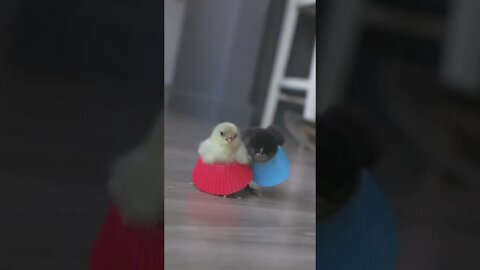 DANCING CHICKS - The Cutest Music Video EVER! #short