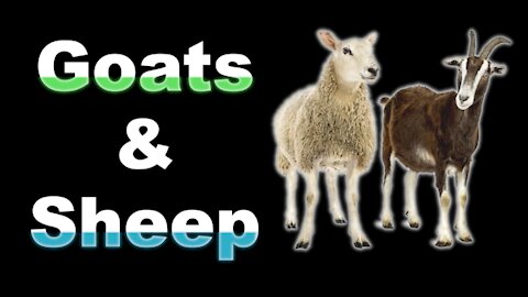 the goats and sheep