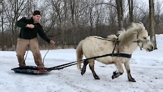 Snowboarding Behind a Mini Horse