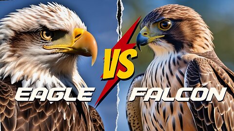 EAGLE VS FALCON - WHO WILL WIN THE FIGHT