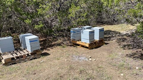 New apiary synopsis