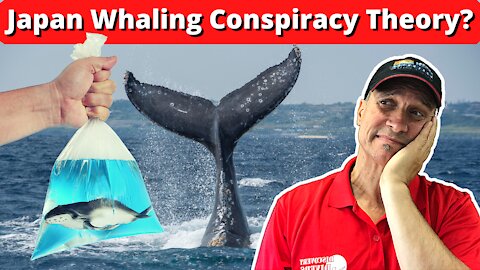 Japan Whaling Seaspiracy - Misdirection Theory? (Whale conservation)