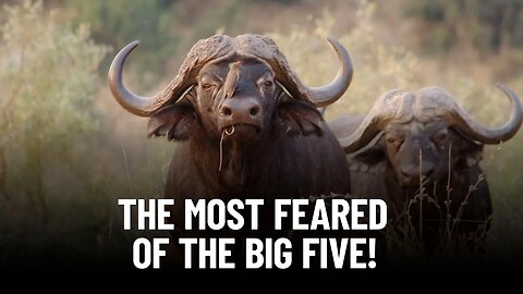 Unveiling the Truth: Why the Buffalo Tops the Big Five Danger List