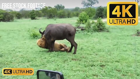 #lion Hunting Buffalo // Free Stock Footage // Free Download