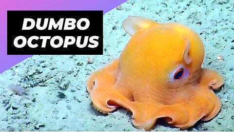 Dumbo Octopus 🐙 The Cutest Sea Creature You'll Ever See! #shorts