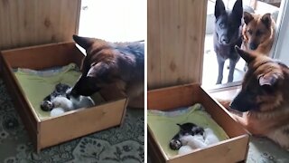 Dogs watch over cat's new litter of kittens