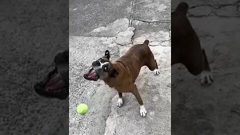 Boxer tries to catch ball