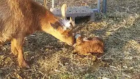 Cute Noisy Baby Goats